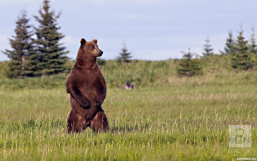 Медведь пришел на разведку, - охотники о визите косолапого на Черниговщину