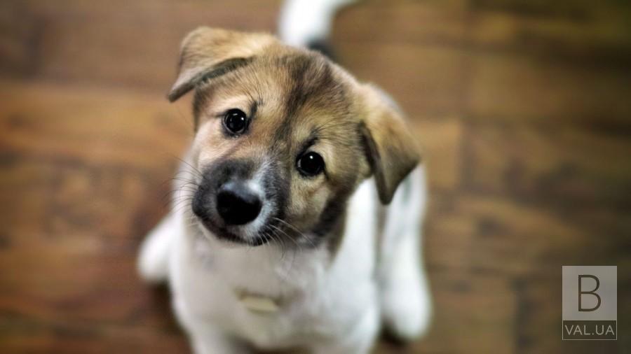 «Теперь я домашний»: в Чернигове пройдет выставка собак, которые ранее были бездомными