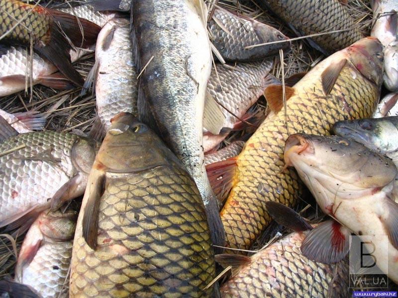 На Чернігівщині за тиждень браконьєри «нарибалили» 66 кг незаконно добутої риби 