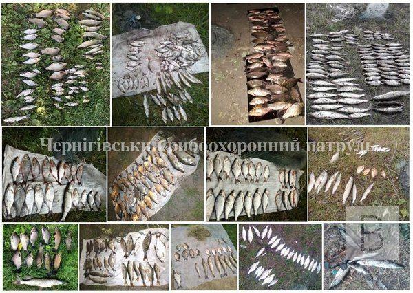 На Черниговщине в июле браконьеры нанесли ущерб рыбному хозяйству на сумму более 70 тыс. грн