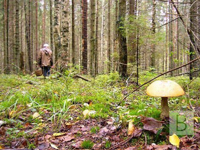 На Корюківщині 76-річний дідусь заблукав у лісі та впав у річку