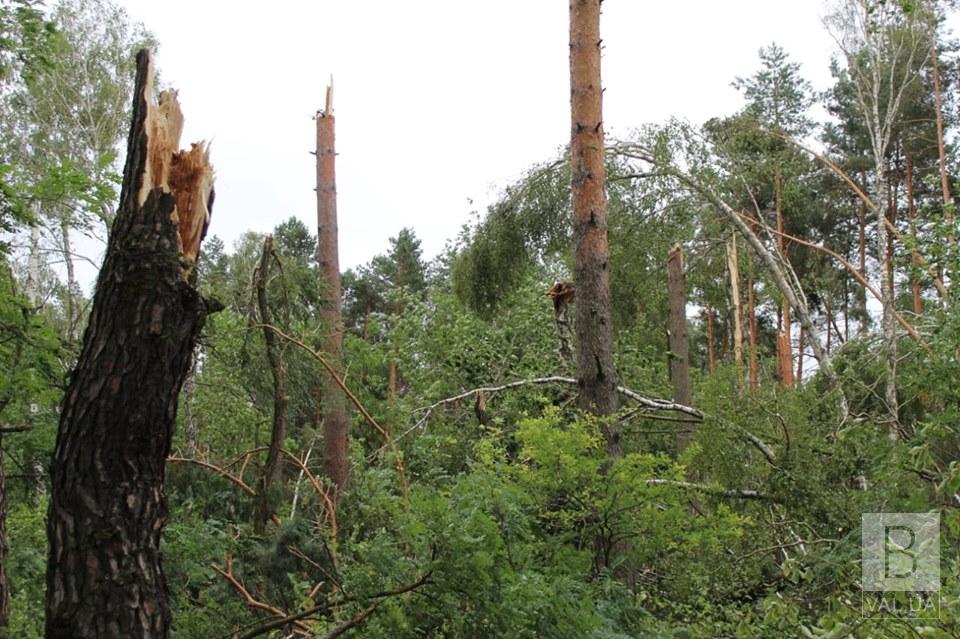 Непроходимые чащи из поломанных деревьев: лесоводы на Черниговщине оценивают последствия урагана. ФОТО
