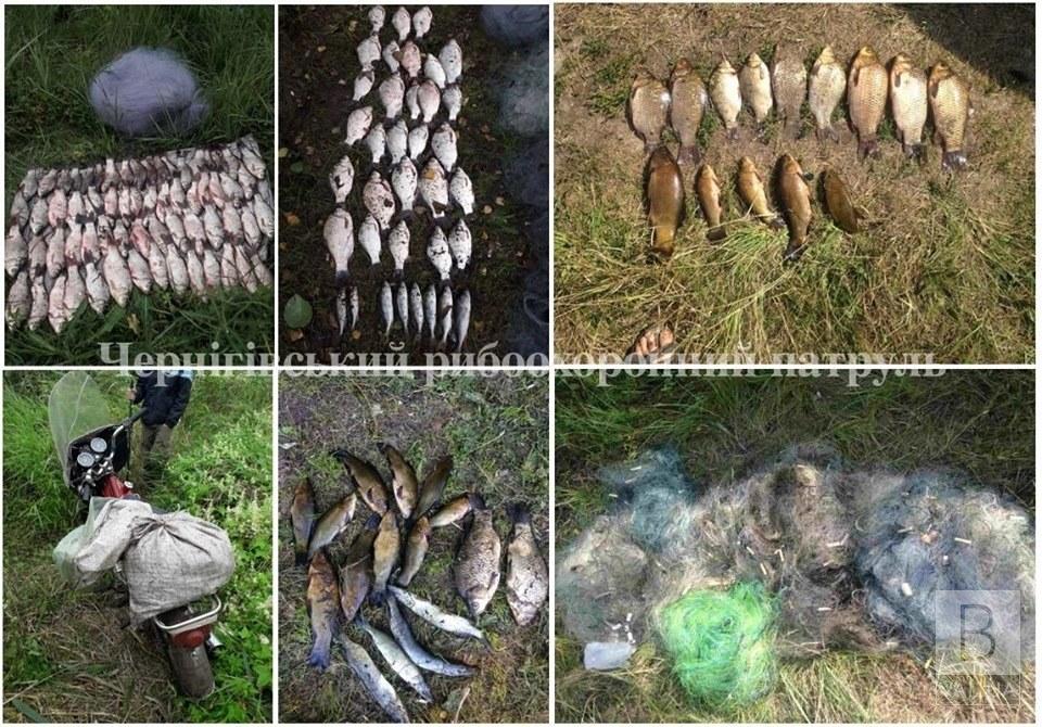 На Чернігівщині браконьєри продовжують завдавати збитків рибному господарству
