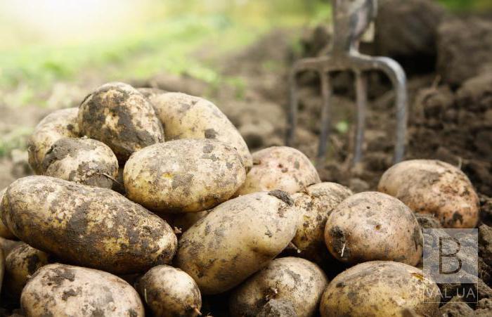 «Золотая картошка»: на Черниговщине крестьяне обижаются на оптовиков
