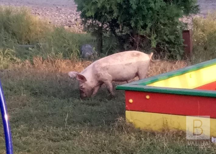 В Нежине на детской площадке разгуливают свиньи. ФОТОфакт