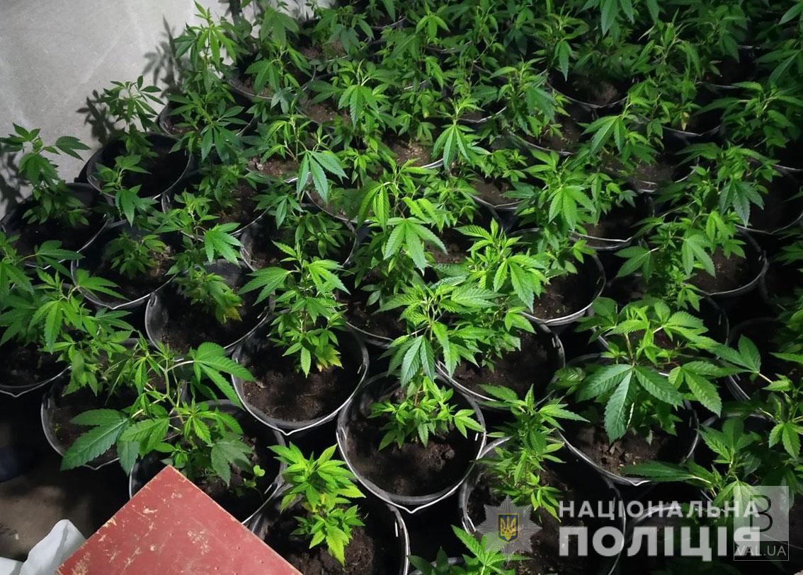 На Чернігівщині поліція затримала «наркофермера», який вирощував сортову коноплю та галюциногенні гриби. ФОТО