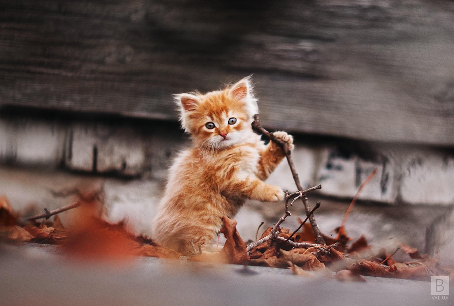 Октябрь в Украину придет теплым и ласковым, как рыжий котенок», - синоптик о погоде на завтра