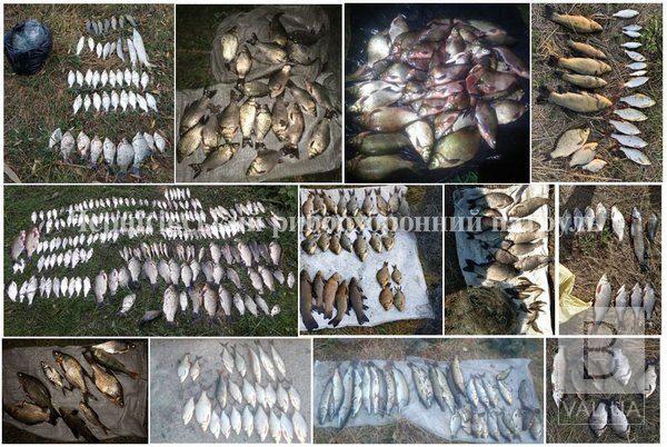 220 кг незаконно добытой рыбы и 3 643 метров сеток: рибпатруль подвел итоги за сентябрь