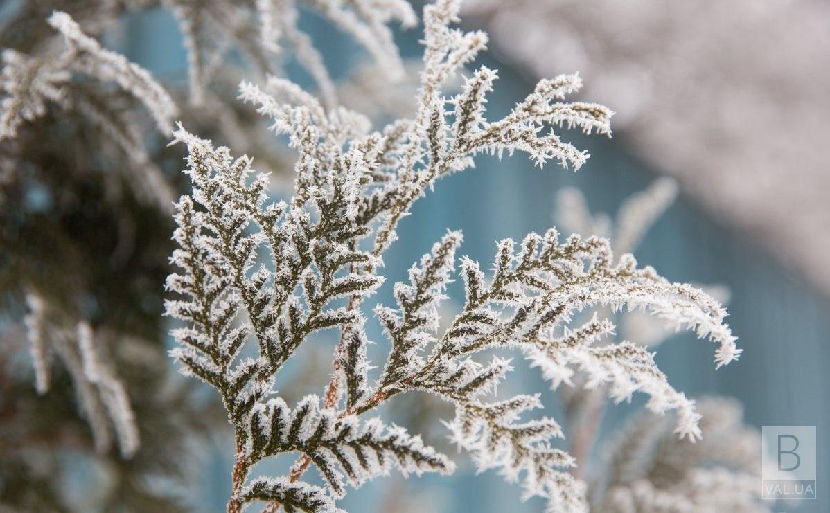 Жителей Черниговщины предупреждают о сильных заморозках