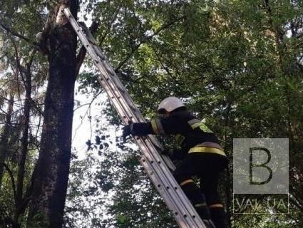 В Мене спасатели снимали с дерева 31-летнего мужчину