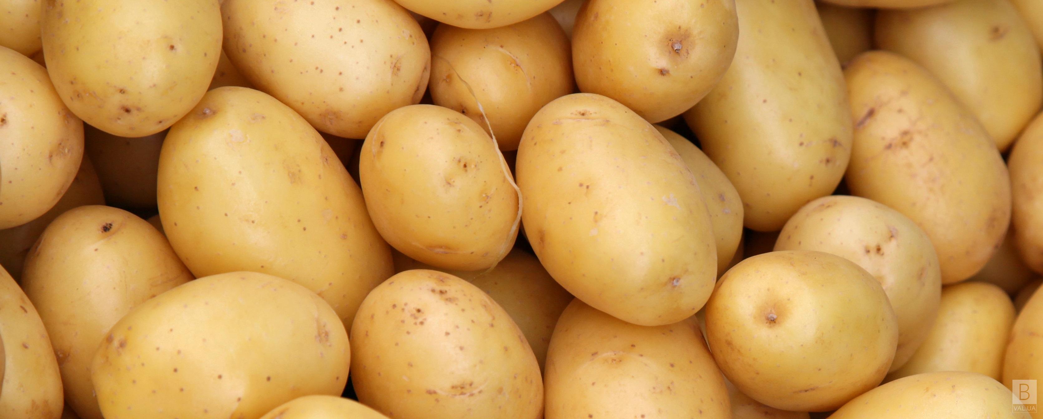 Картоплю в садки Чернігова управління купило майже по 10 гривень за кілограм  