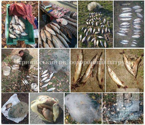 На Черниговщине в течение недели браконьеры «нарибалили» 78 кг рыбы