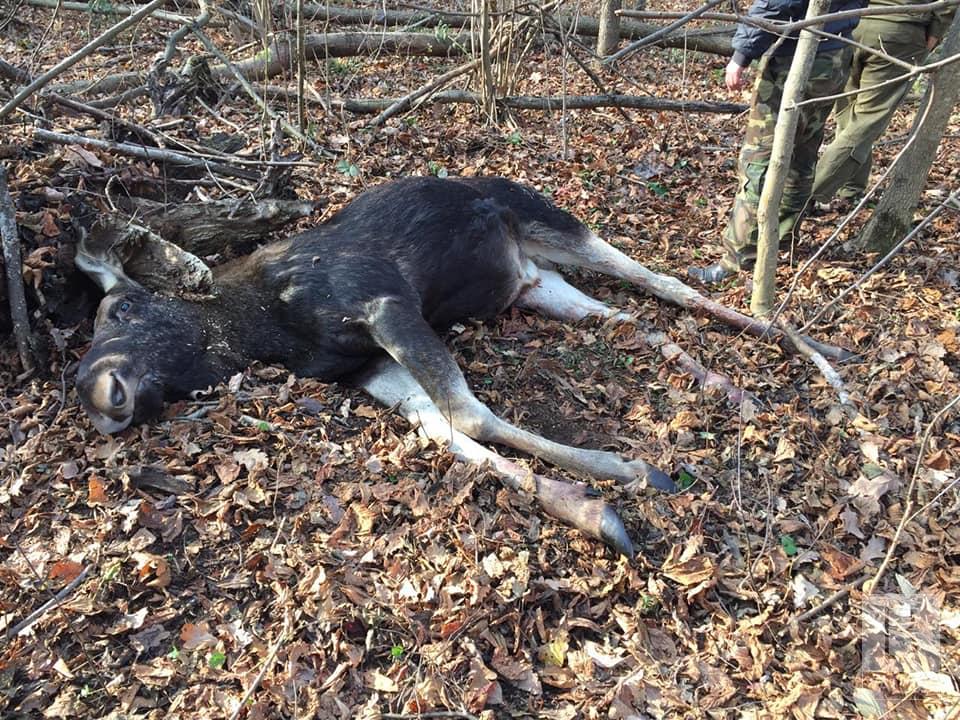 На Черниговщине убили молодого лося. ФОТО 18+