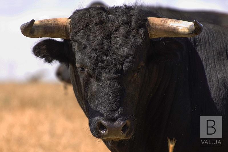 На Чернігівщині бик забив насмерть 73-річного господаря