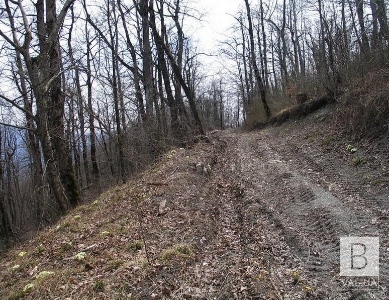 Пенсіонерку, яка зникла 9 днів тому в лісі на Сосниччині, досі не знайшли
