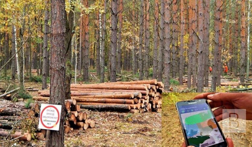 «Ліс у смартфоні»: на Чернігівщині можна перевірити, чи законно вирубують ліс