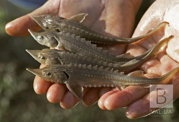 О рыбе в цифрах: аквакультура на Черниговщине