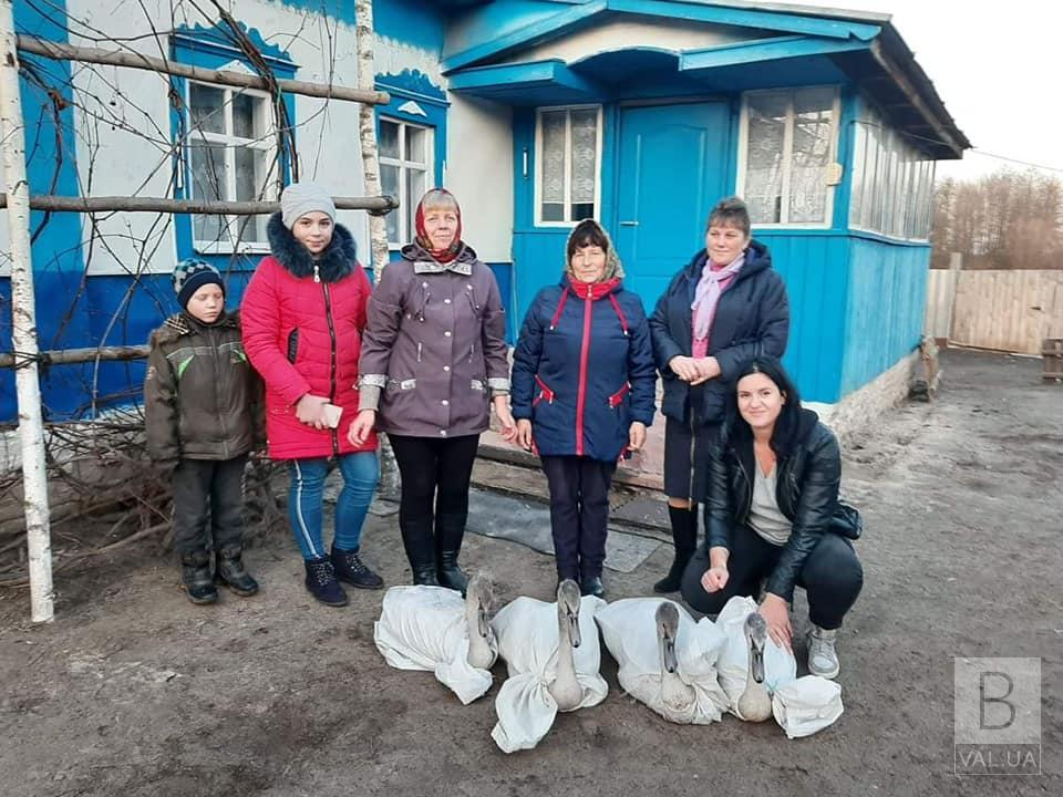 История со счастливым концом: осиротевшие лебеди нашли новый замечательный дом. ФОТО