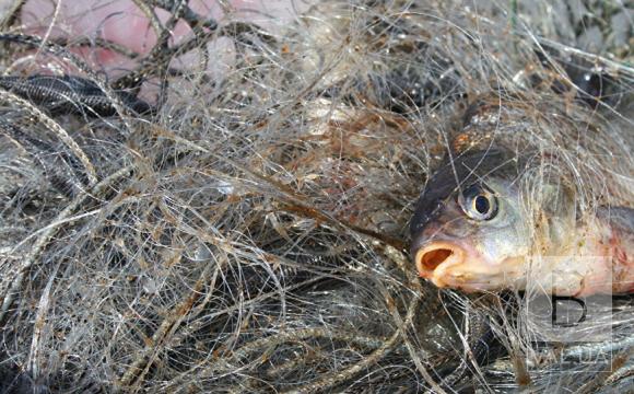 На Чернігівщині протягом тижня у браконьєрів вилучили понад 70 кг незаконної риби