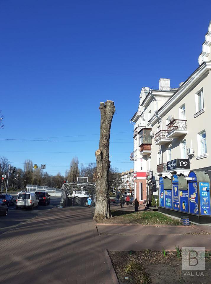 Кронирование и снос деревьев в Чернигове: уничтожение красоты или забота о людях?