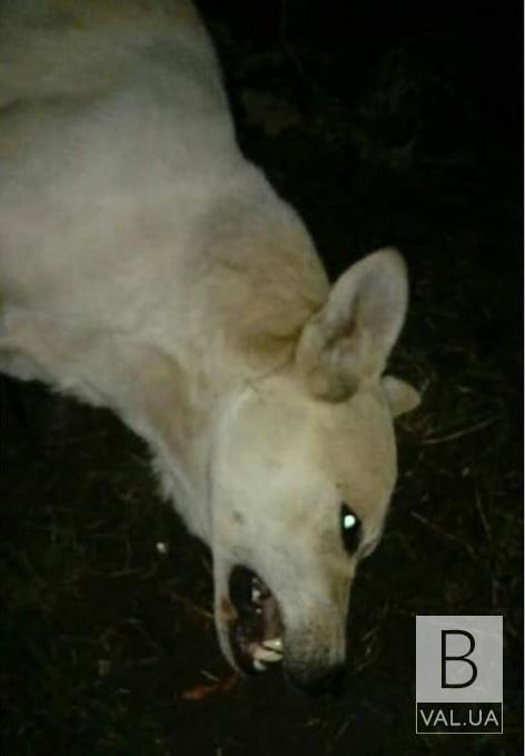 В теле собаки пуль не обнаружили: полиция Прилук сообщила причину смерти животного