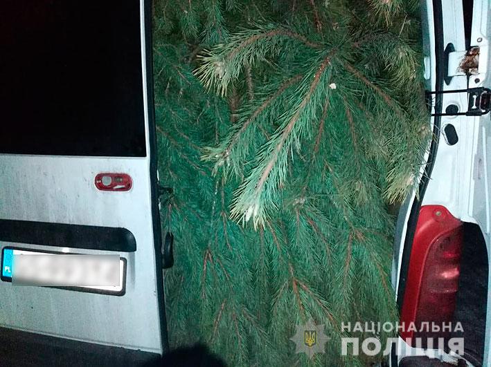 У лісництві на Чернігівщині незаконно зрубали майже 200 сосен. ФОТО