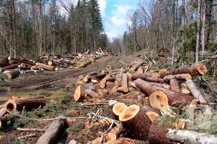 Через помилку працівника лісгоспу незаконно зрубали майже 450 дерев