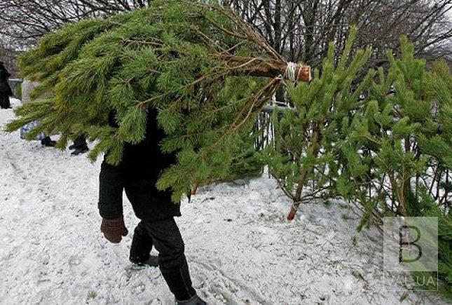 Операция «новогодняя елка»: жителей Черниговщины предупреждают о штрафах