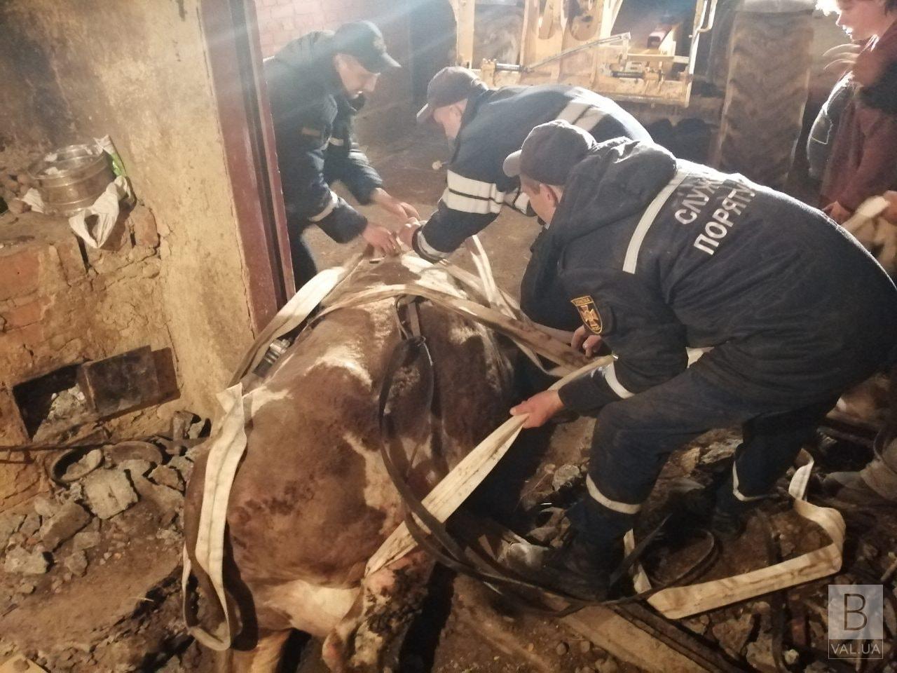 В Старом Белоусе спасатели достали корову из погреба