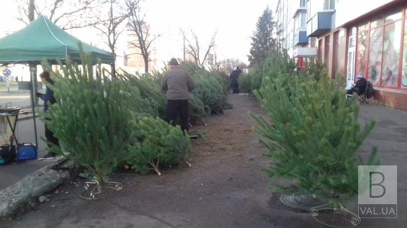 В Чернигов уже завезли новогодние деревья. ФОТО
