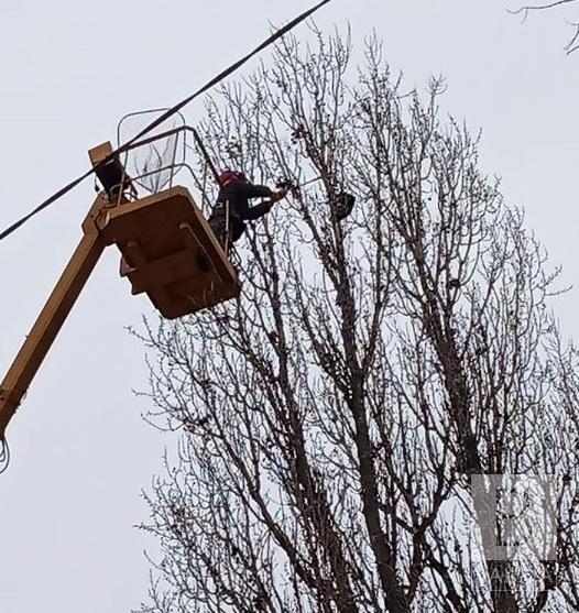 На Доценка дістали кота з верхівки тополі