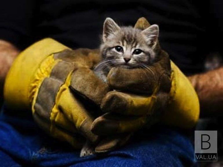 У Чернігові рятувальники дістали кота з приямку новобудови