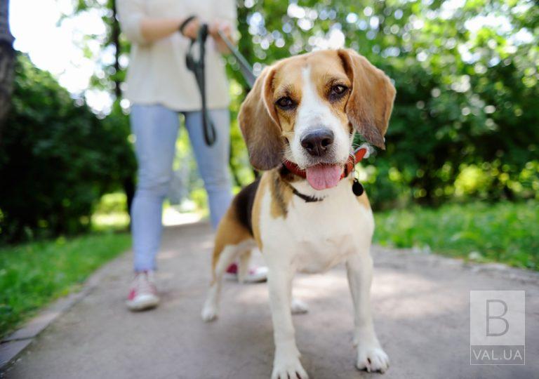 «Выгул собаки» и «прогулка с собакой»: в Чернигове вступили в силу новые правила Благоустройства