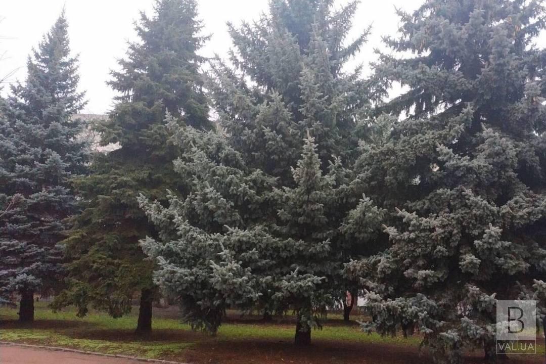 Спецоперация «Елка»: для пересадки четырех деревьев задействуют технику, которой в Чернигове нет. ФОТО