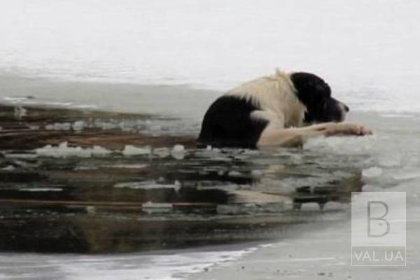 На Черниговщине спасли собаку из «ледяного плена»