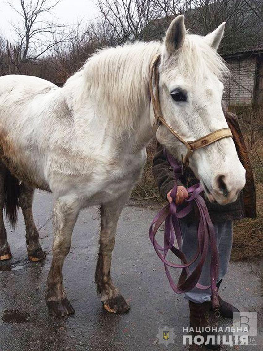 В Носовке правоохранители провели целую спецоперацию в поисках похищенного коня