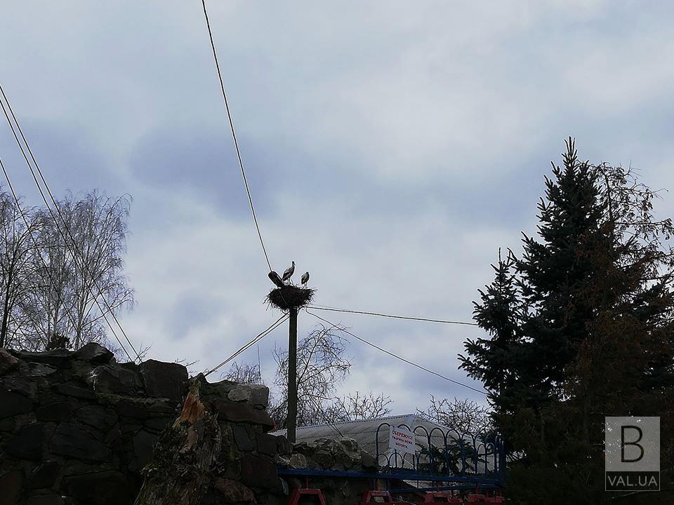 На Чернігівщині загартовані лелеки зимували просто неба. ФОТОфакт