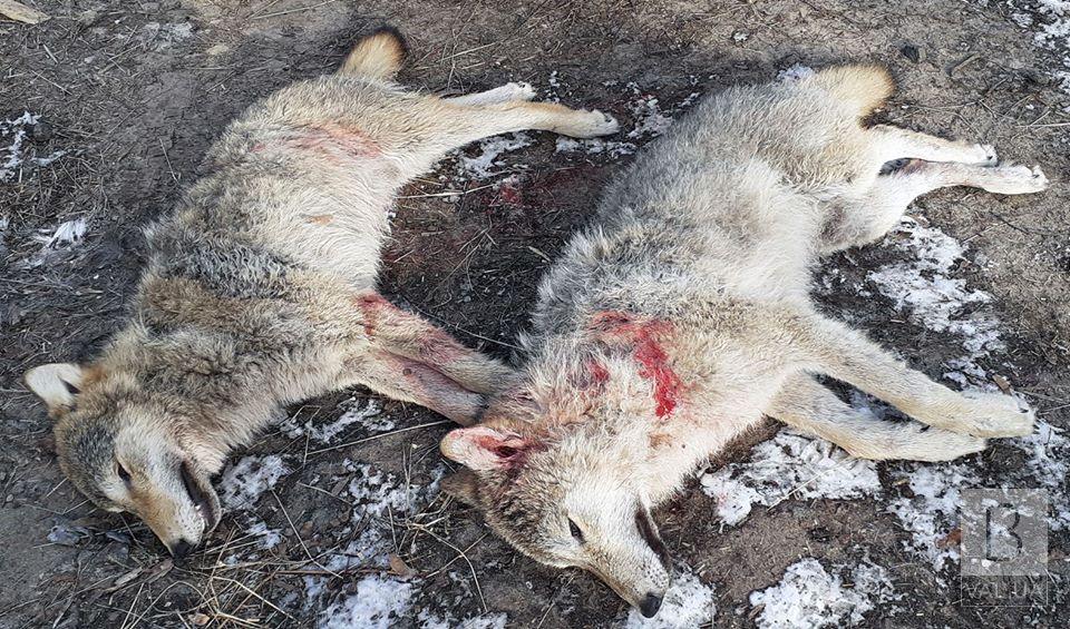 На Черниговщине убили двух волков