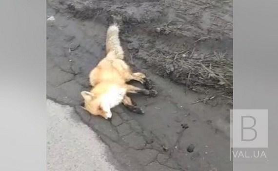 У Ніжині знайшли мертву лисицю