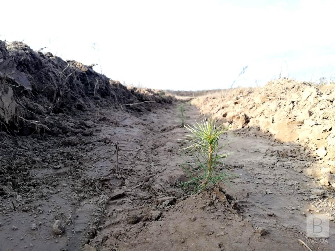 Нежинские лесоводы высадили более 440 тысяч сеянцев дуба и сосны. ФОТО