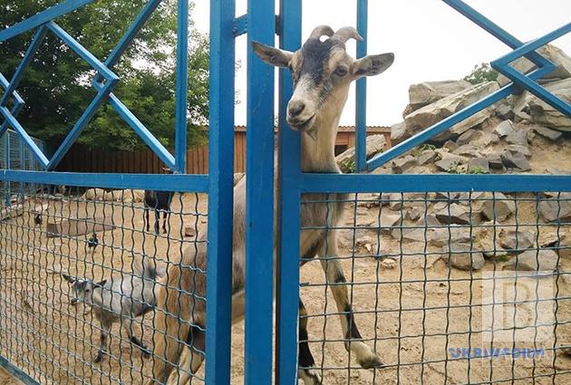Менський зоопарк на карантині: відвідувачів нема – зате є численне поповнення