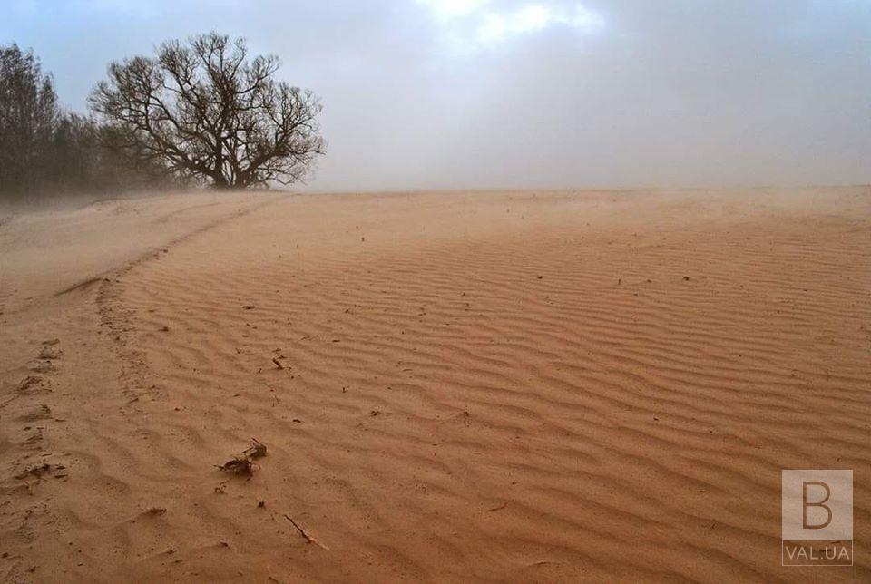 Пыльная буря на Черниговщине — это признак опустынивания Полесья, - эколог