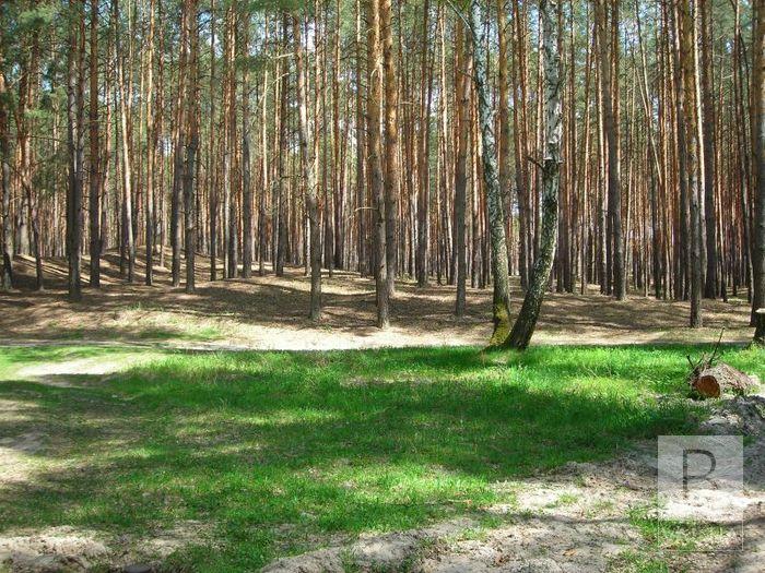 Ялівщина «омолодилась» на майже 900 дерев. ФОТО
