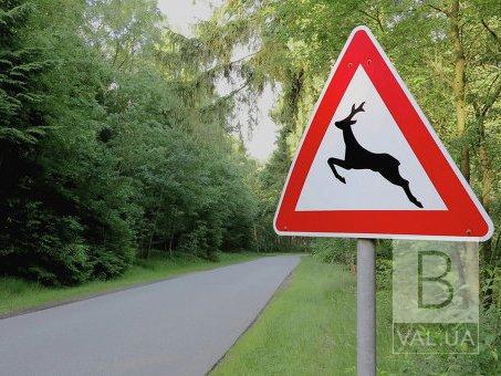 На автодорогах Черниговщины дополнительно установят знаки «Дикие животные»