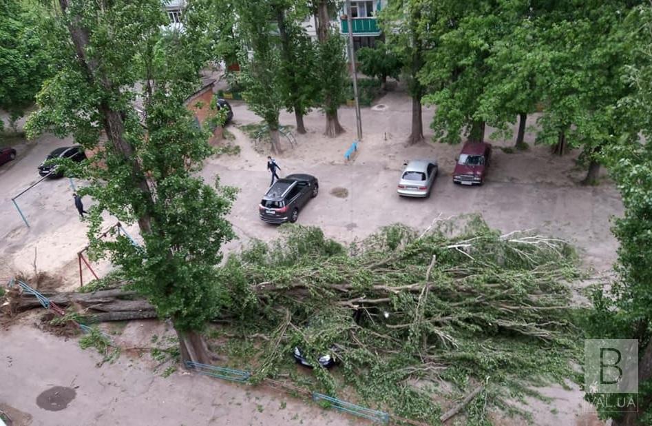 «Деревопад» у Чернігові: постраждали чотири автівки. ФОТО, ВІДЕО