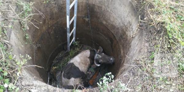 На Чернігівщині рятувальники дістали корову з колодязя