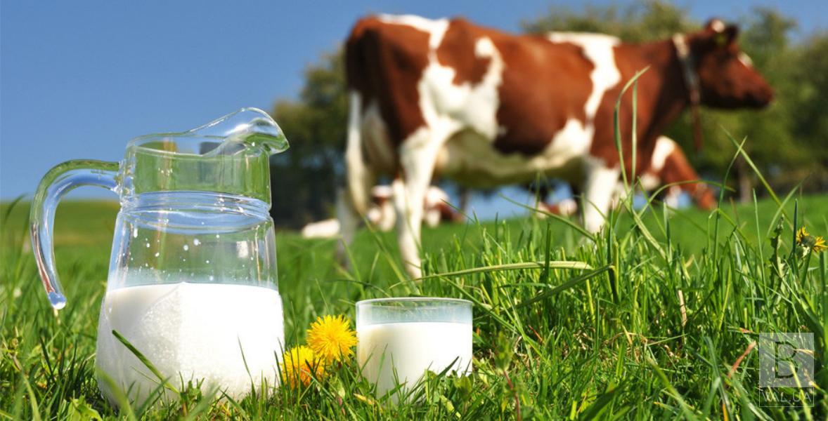 Чернігівська область входить в топ-3 кращих регіонів України по виробництву молока 