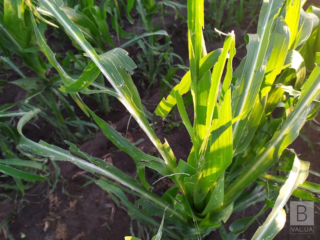На Менщине град побил молодую кукурузу на поле 