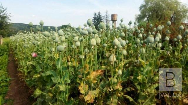  В Слободе уничтожили незаконный посев из 300 растений снотворного мака