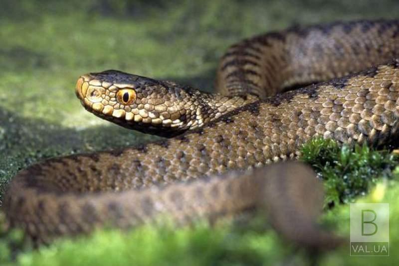 Жительку Корюківки на власному подвір'ї вкусила змія
